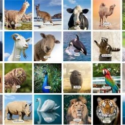 Huurdies Cadeautip! Educatief Dieren Memory Spel - Dierenspel - Dierensoorten Spel - Memoryspel Dieren Met Bijhorende Benamingen- Memory Spel - 70 Kaarten - Schoencadeautjes Sinterklaas